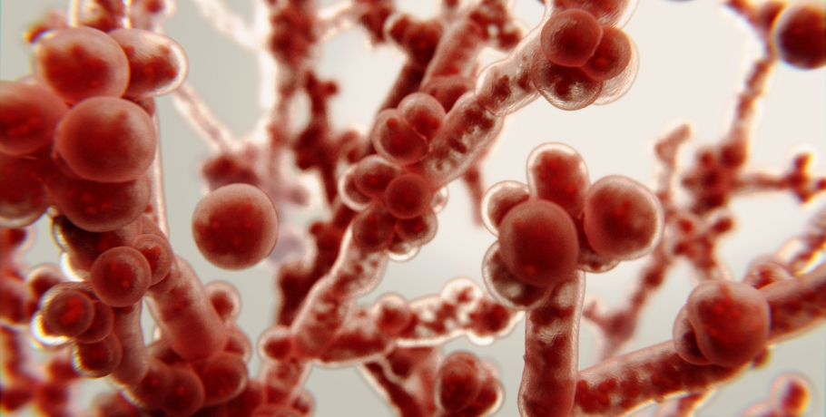 Candidas hovedformer: Gærform, hyfe-form og biofilm-fase