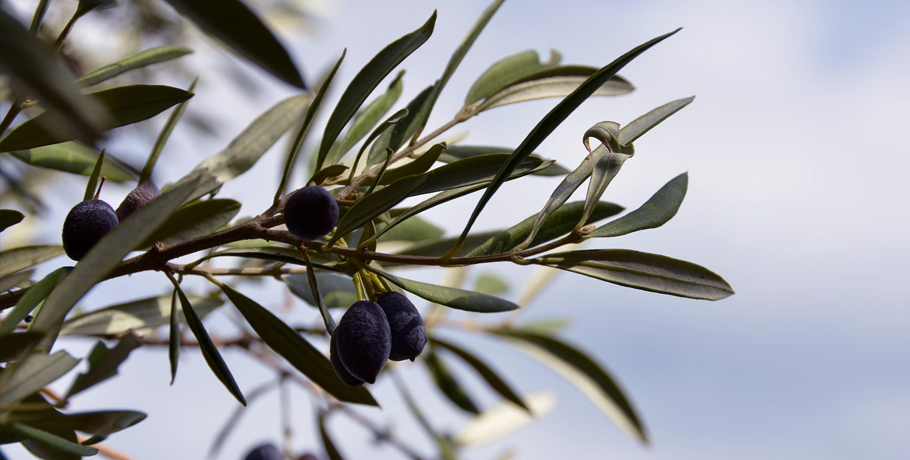Opdag de fantastiske sundhedsfordele ved olivenbladsekstrakt
